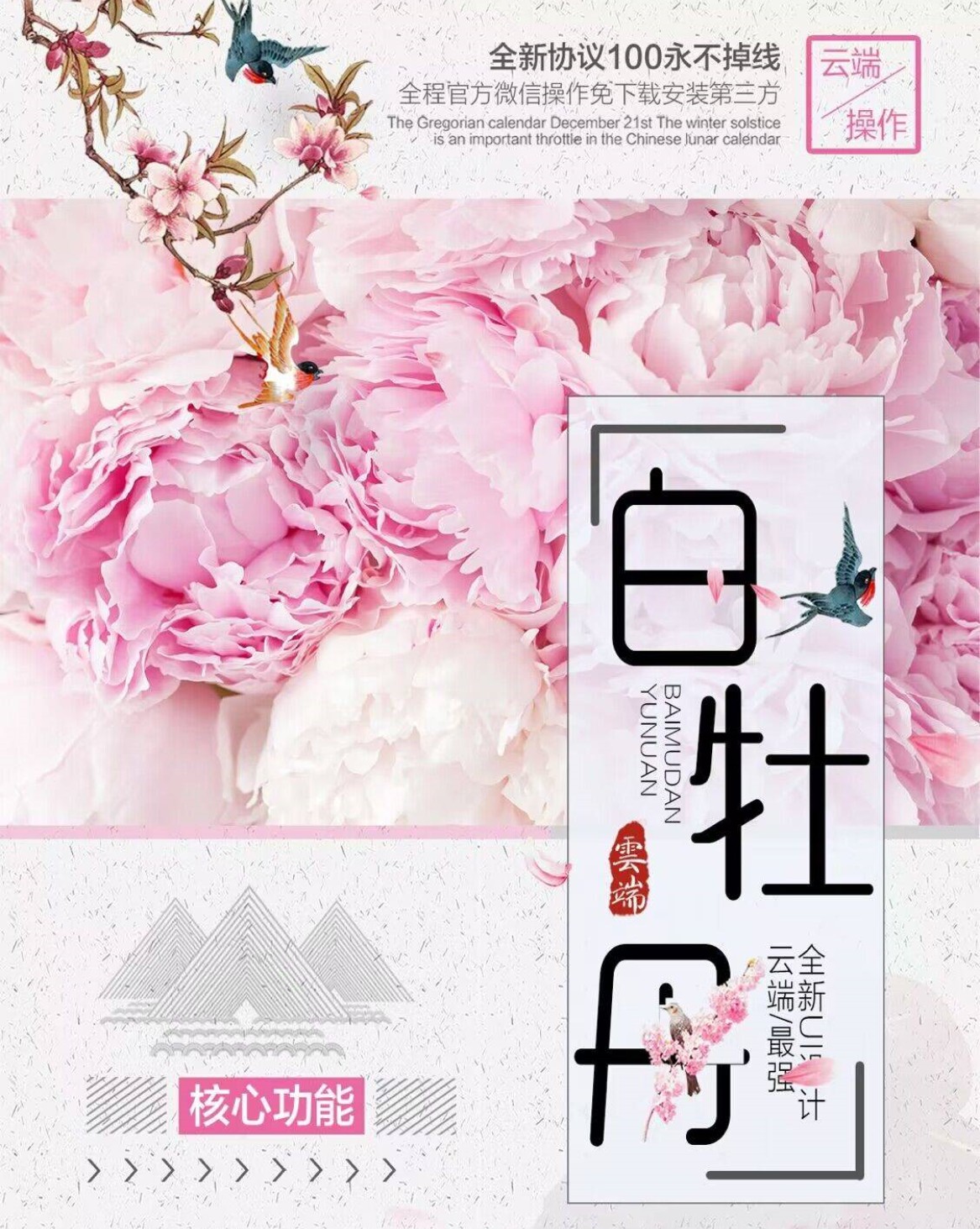 云端白牡丹